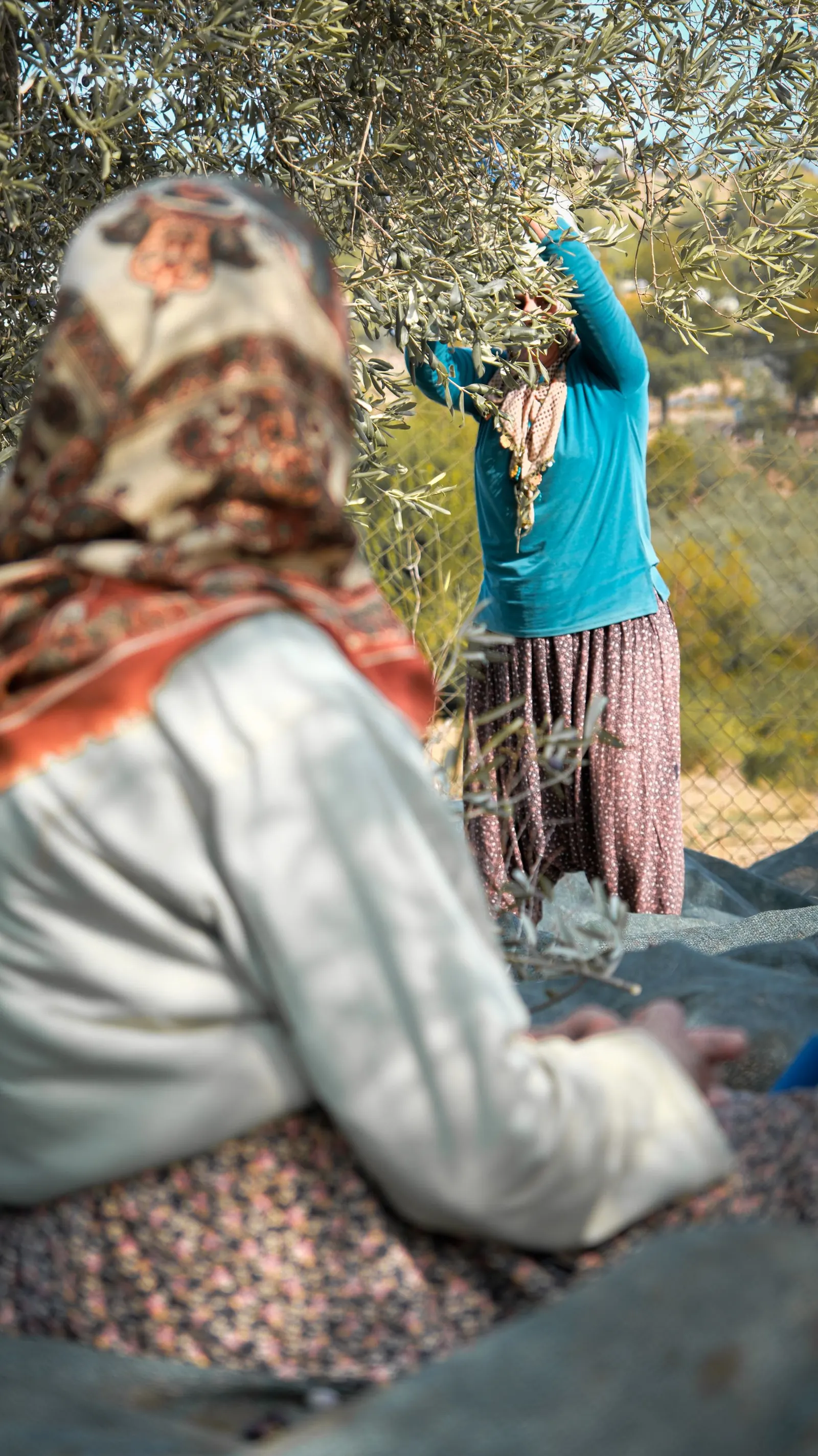 Women picking olives in an orchard